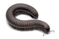 Odontostreptus sjoestedti Cameroon adult